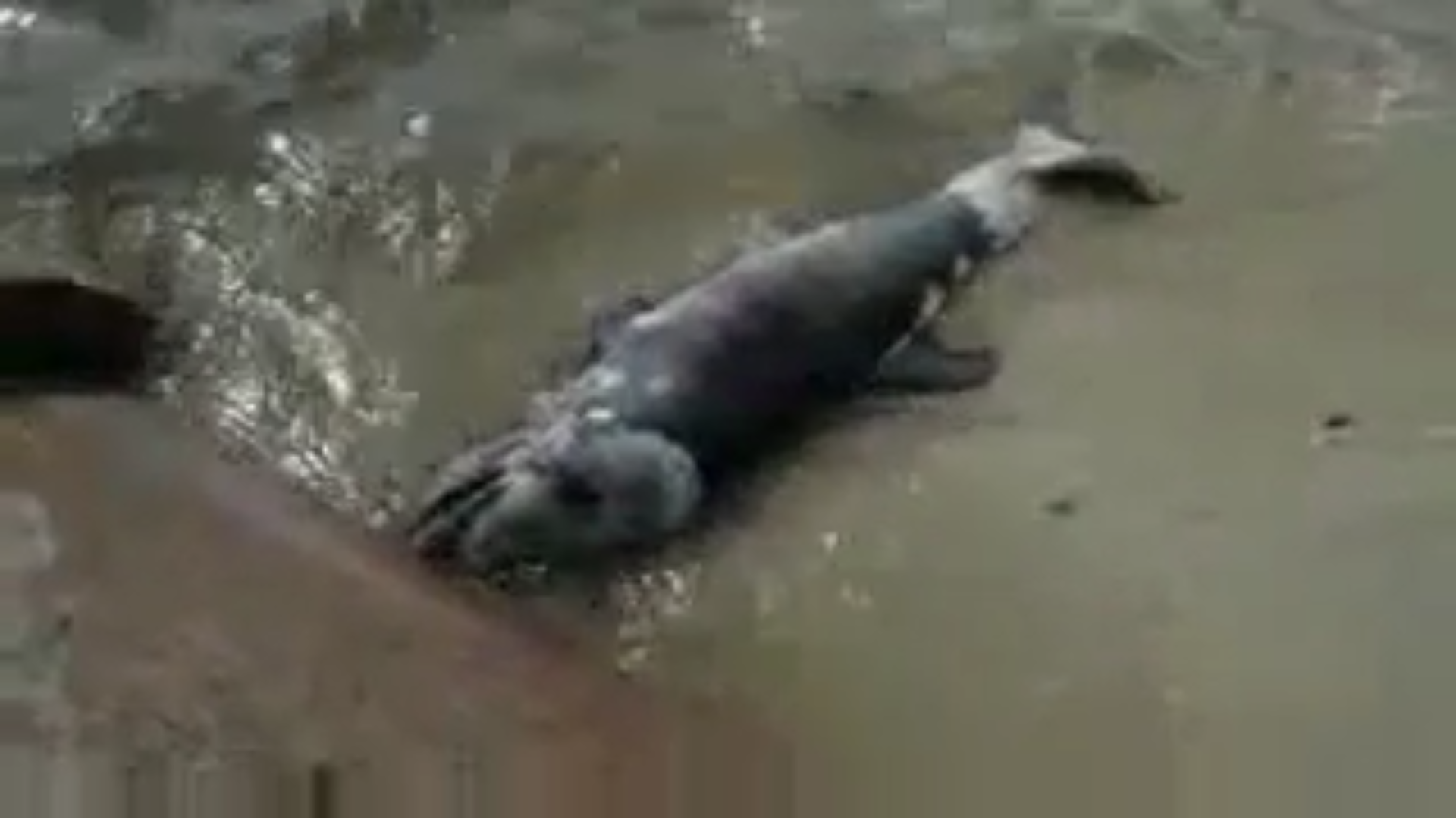 De nombreux dauphins ont souffert de la marée noire BP.