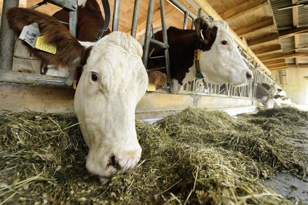 Le paysan a déjà perdu la moitié de son troupeau, soit 63 vaches. (Illustration)