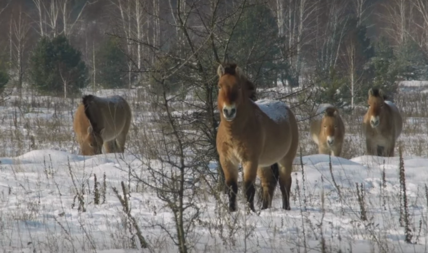 Les chevaux sauvages réintroduits avec succès dans la zone d'exclusion se comptent par dizaines.