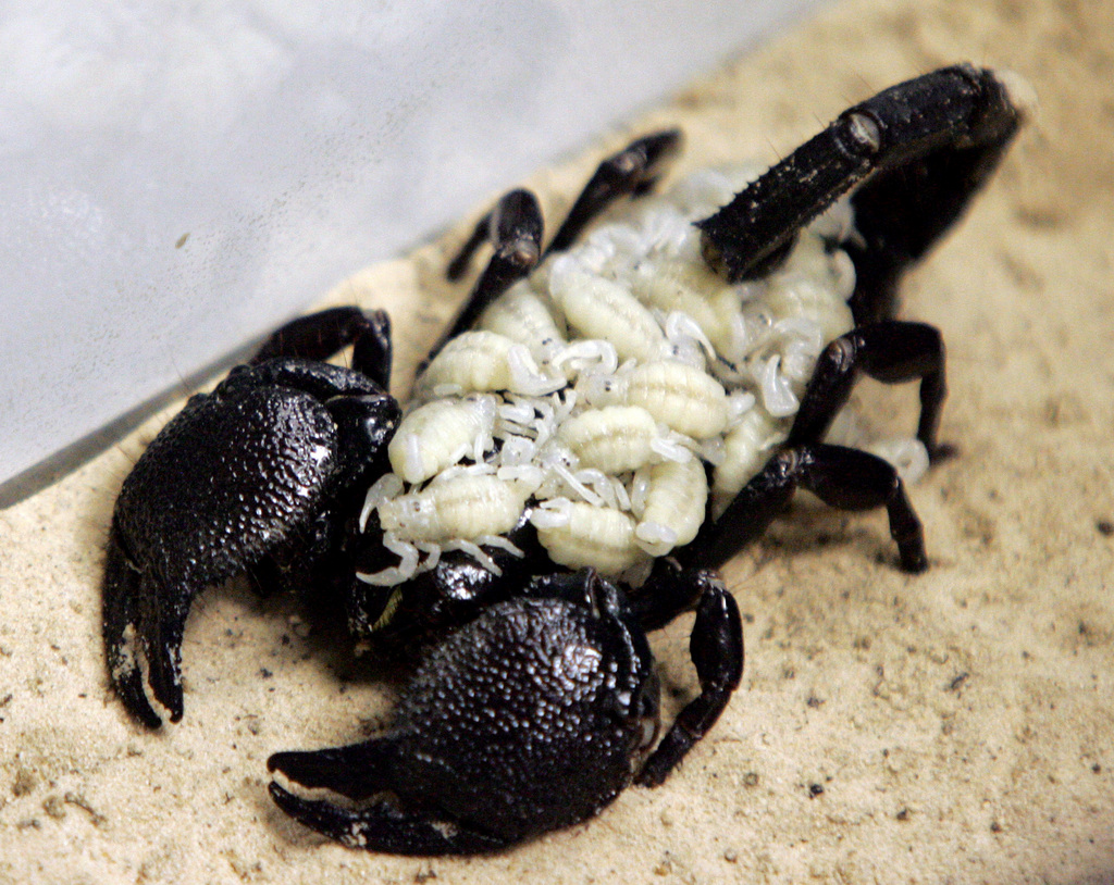 Le second scorpion (ici avec des petits) découvert mesurait six centimètres de long.