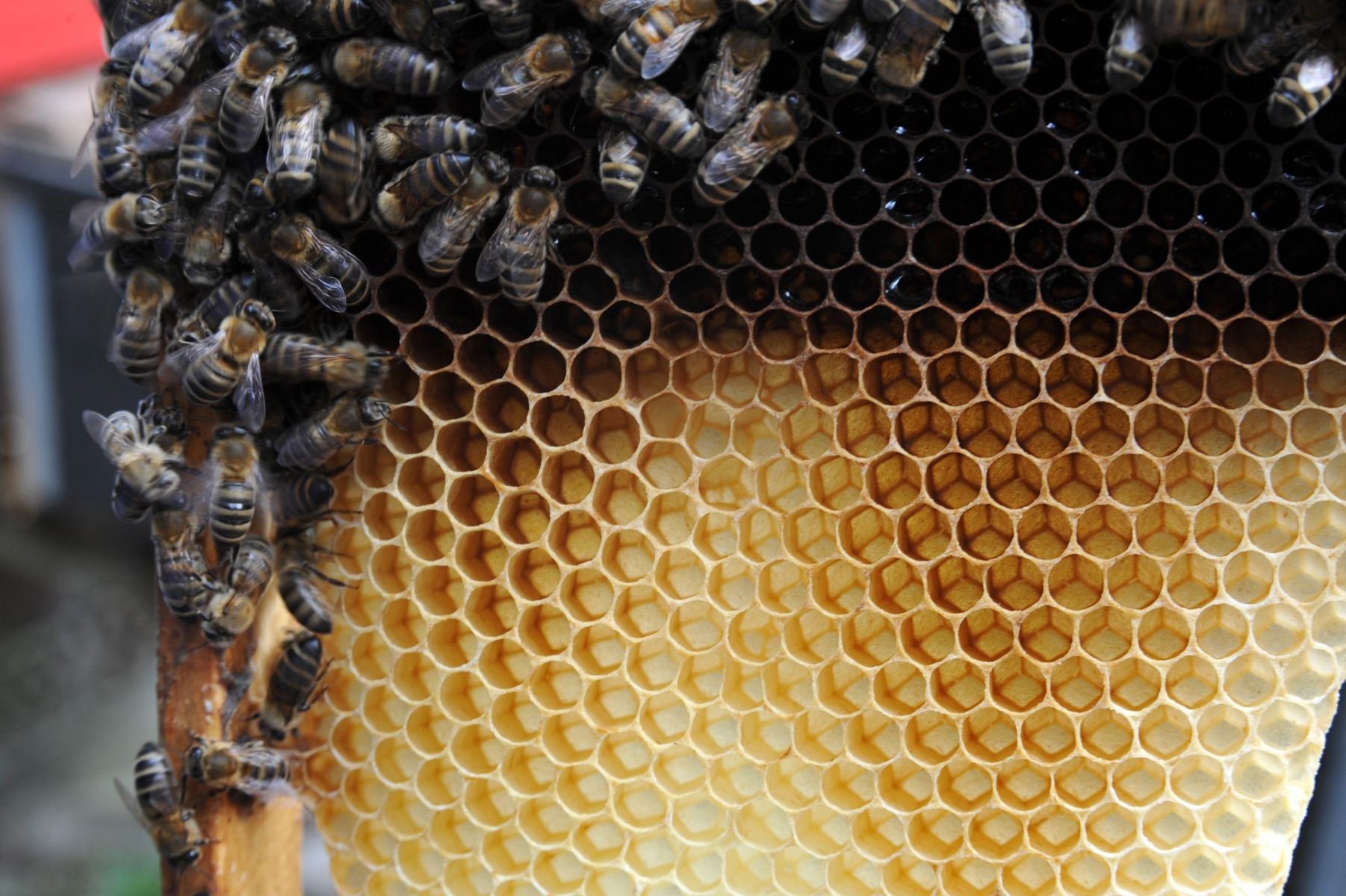 La desertion des abeilles touche la moitie des ruchers. Ici le president de la federation cantonale neuchateloise des apiculteurs Didier  Gigon dans son rucher aux abords du Noirmont. ici avec une ruche en bon etat

Le Noirmont le 14 avril 2010

Photo R Leuenberger APICULTEURS NEUCHATELOIS