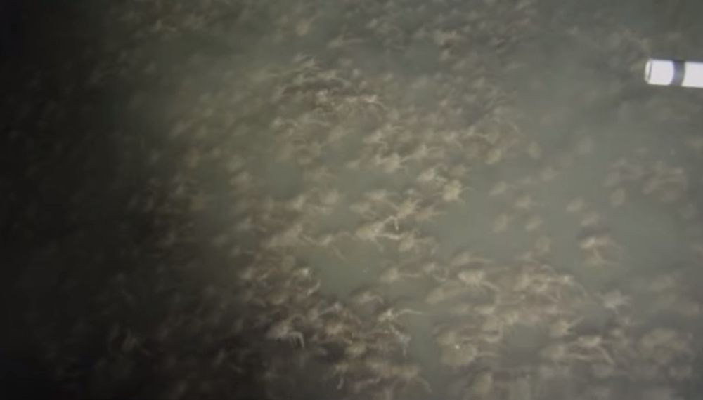 Qu'est-ce qui peut bien rassembler ces milliers de crabes en ces lieux obscurs?