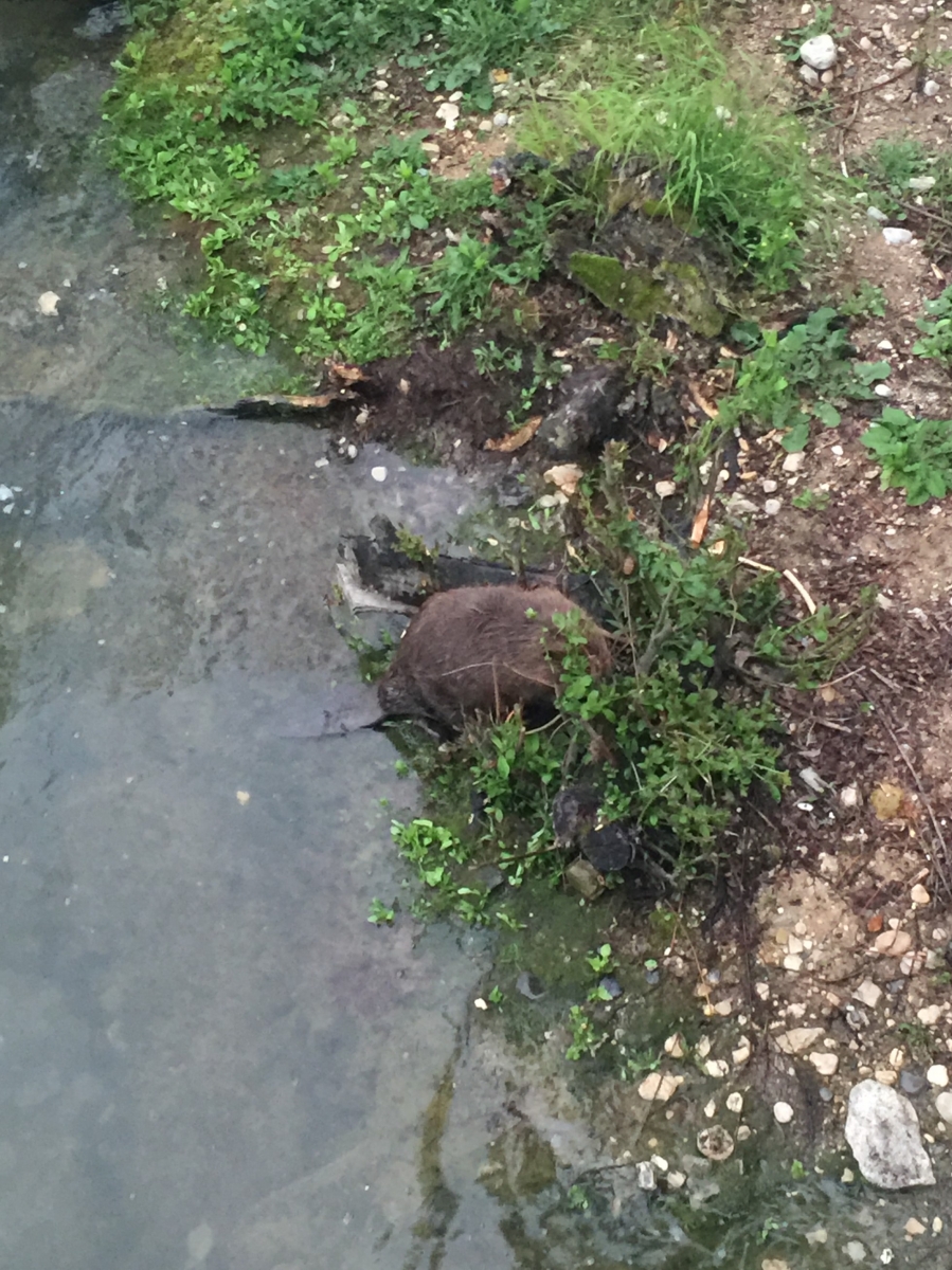 Les castors semblent apprécier la baie de l'Evole.