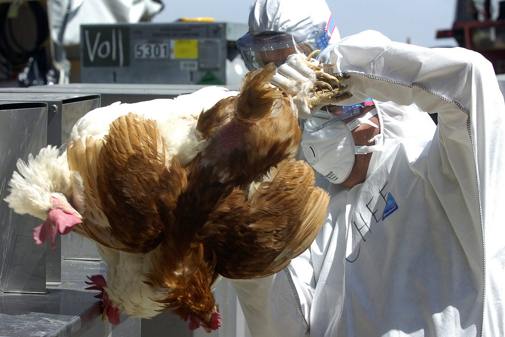 Des foyers de grippe aviaire ont été découverts en Italie. (Illustration)