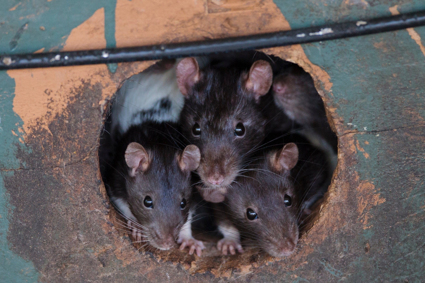 Rats come out of a hole at a home after the Critter Cafe Rescue was shut down last week when authorities found thousands of rats inside the residence in Fruitport Twp., Mich., Wednesday, June 3, 2015. Owner Christine Lea Bishop has been barred from the home. Rabbits, ducks and cats also were cared for at the animal rescue northwest of Grand Rapids. Many of the animals have been sent to other agencies for care. (Joel Bissell/The Chronicle via AP) MANDATORY CREDIT ALL LOCAL TV OUT AND LOCAL TV INTERNET OUT CRITTER CAFE CONDEMNED