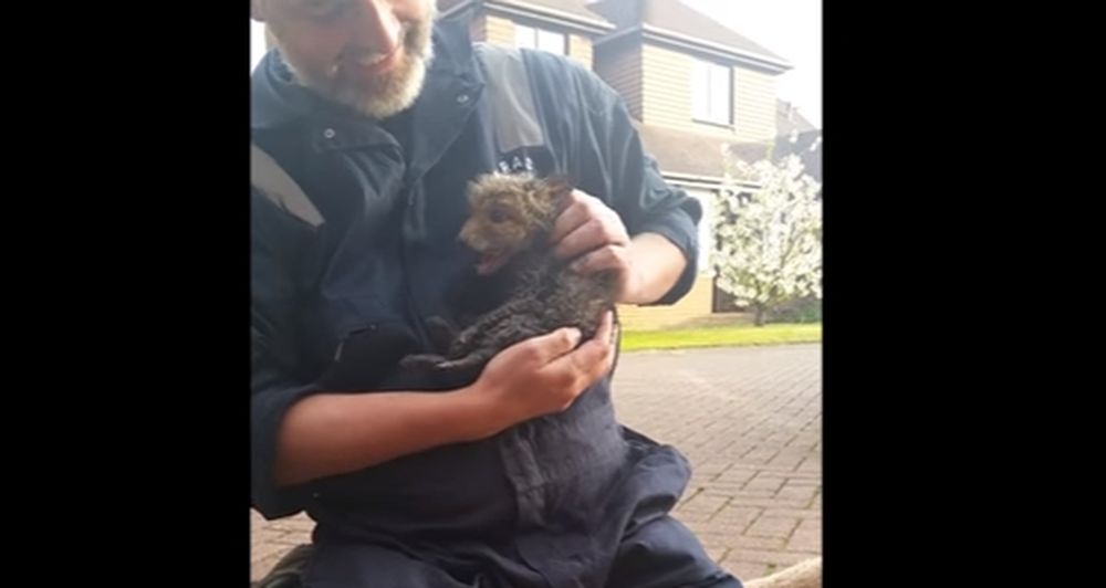 Le bébé renard ne ressemblait plus à grand'chose lorsqu'il a enfin pu être sorti de l’égout. Mais l'histoire se termine bien!