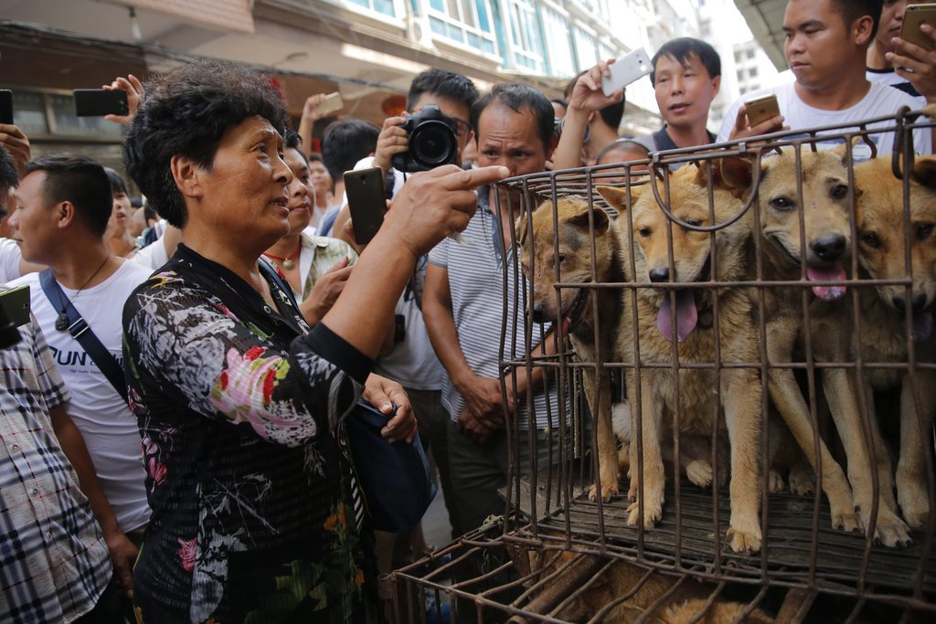 L'activiste chinoise Yang Xiaoyun achète des chiens pour les sauver de la marmite. En 2015, elle en avait ainsi récupéré une centaine.