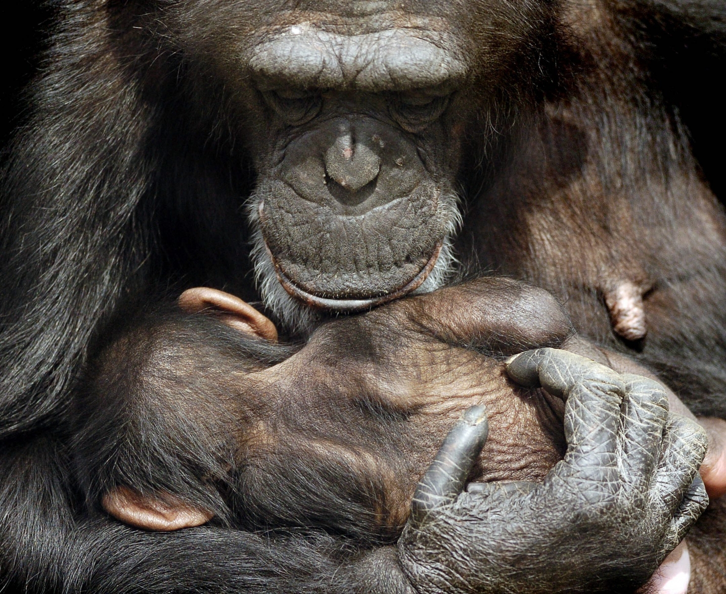 Jodi a mother chimpanzee,  holds her one-month-old baby, at the Tulsa Zoo in Tulsa, Okla., Wednesday, March 21, 2007.  (KEYSTONE/AP Photo/Tulsa World, Tom Gilbert)  USA BABY CHIMP