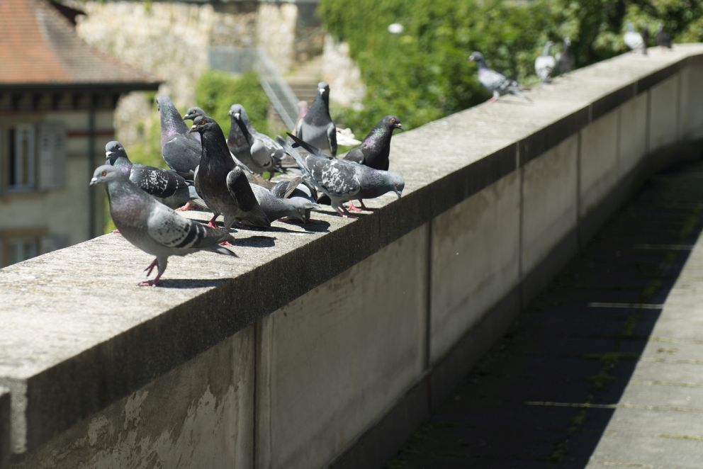 Des pigeons sur la terrasse où ils sont tous les jours nourris par un habitant du centre-ville de Neuchâtel.