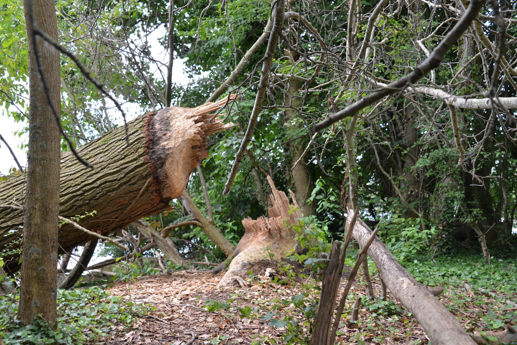 Le dernier arbre tombé mardi dernier, sur l'île Est du port des pêcheurs à Auvernier.