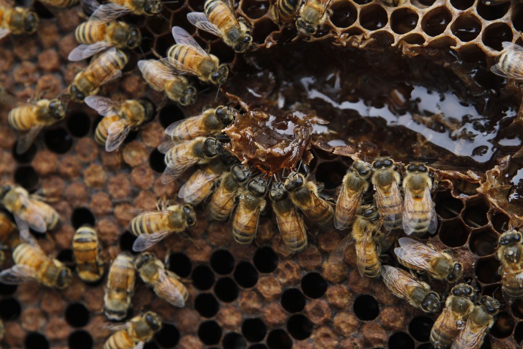 La bactérie ronge les larves qui meurent par septicémie. Les ouvrières tentent d'éliminer les larves contaminées, mais c'est un travail difficile et la bactérie se propage à la ruche. La colonie d'abeilles peut totalement disparaître.