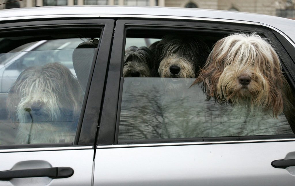 Les chiens provenaient des pays de l'Est.