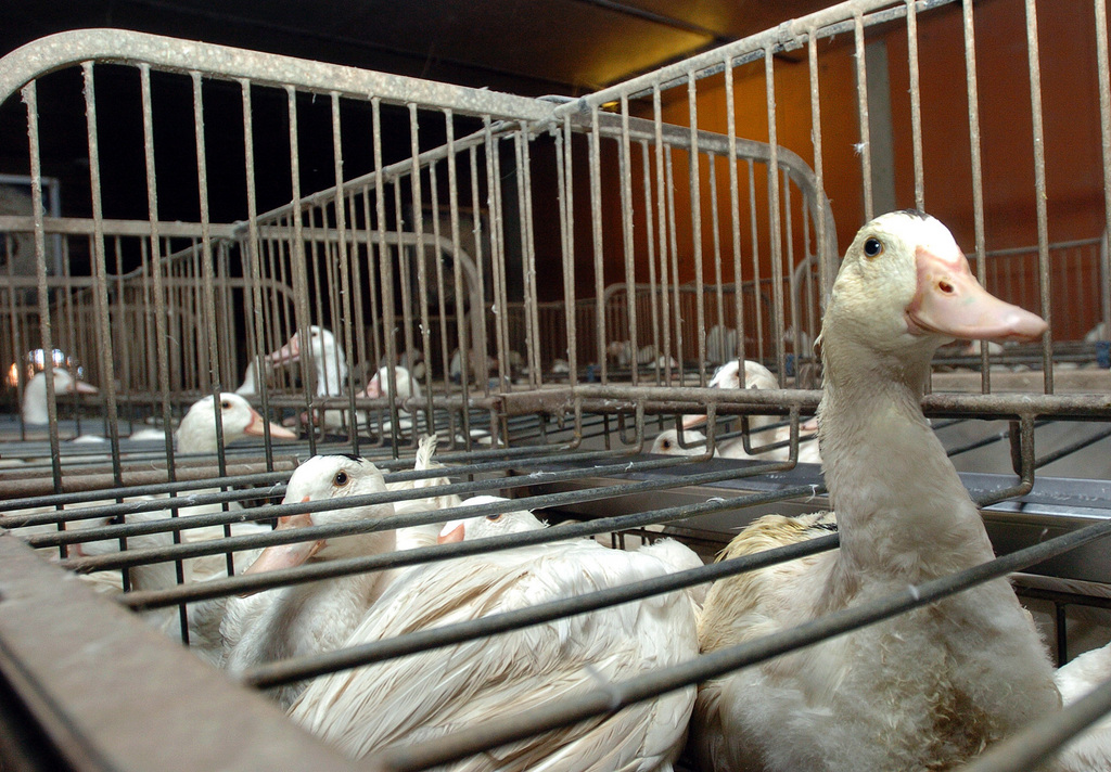 Selon l'organisation, la Suisse doit ancrer dans la législation une interdiction générale d'importation des produits issus de la maltraitance animale. (illustration)
