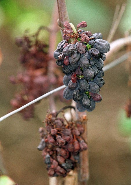 Grappe de raisin attaquee par la maladie du mildiou, un champignon qui prolifere lors de printemps et d'?t? pluvieux. L'attaque du mildiou a ete plus feroce que d'habitude, en particulier dans le canton de Vaud. Ce jeudi 7 octobre 2009 ? Laconnex, Geneve. Les vendanges 2009 ont commence a la fin du mois de septembre se poursuivront j'usqua la mi-octobre. Malgre un ete humide et des problemes de mildiou (champignon), la qualite de la recolte promet d'etre bonne, meme si le raisin sera peu sucre en raison des intemperies durant les vendanges. (KEYSTONE/Martial Trezzini)