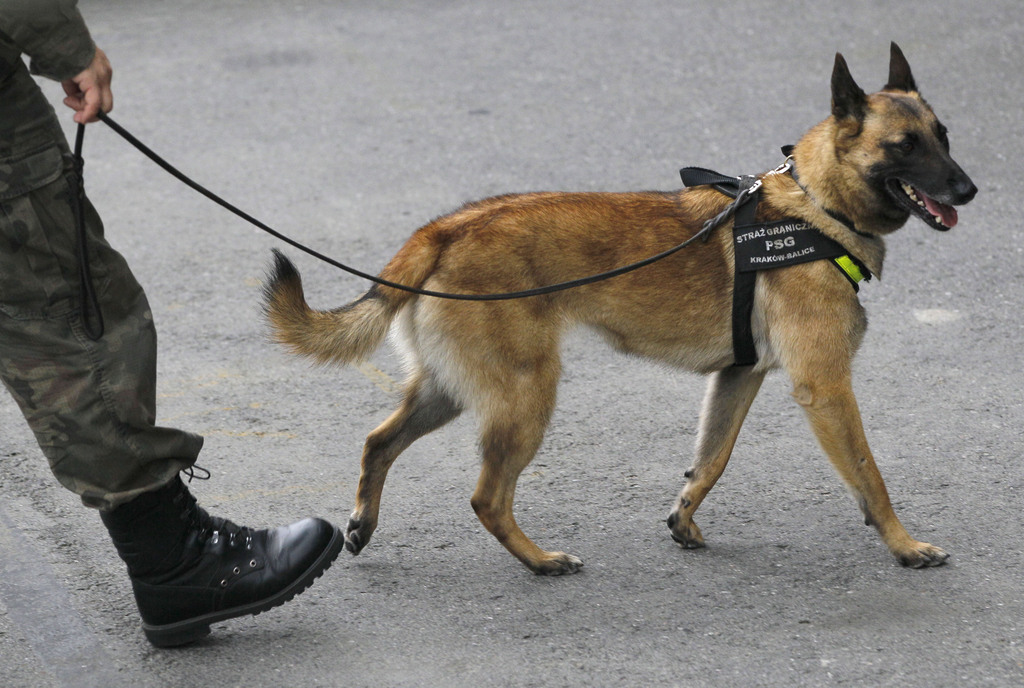 A polish police dog patrols ahead of the arrival of the Netherlands soccer team at Krakow airport in Krakow, Poland, Monday, June 4, 2012. The Netherlands team will be based in the city in the south of Poland for the Euro 2012 soccer championships.  (AP Photo/Kirsty Wigglesworth)