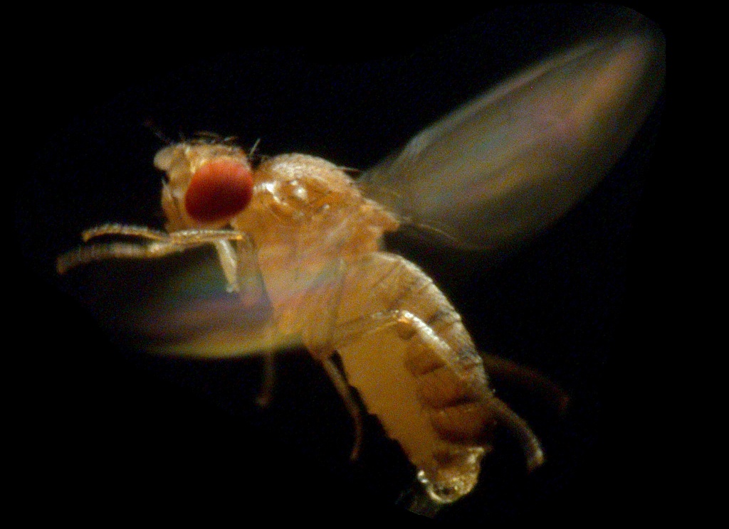 Ce petit insecte a déjà infligé des dégâts considérables aux cultures fruitières cette année.