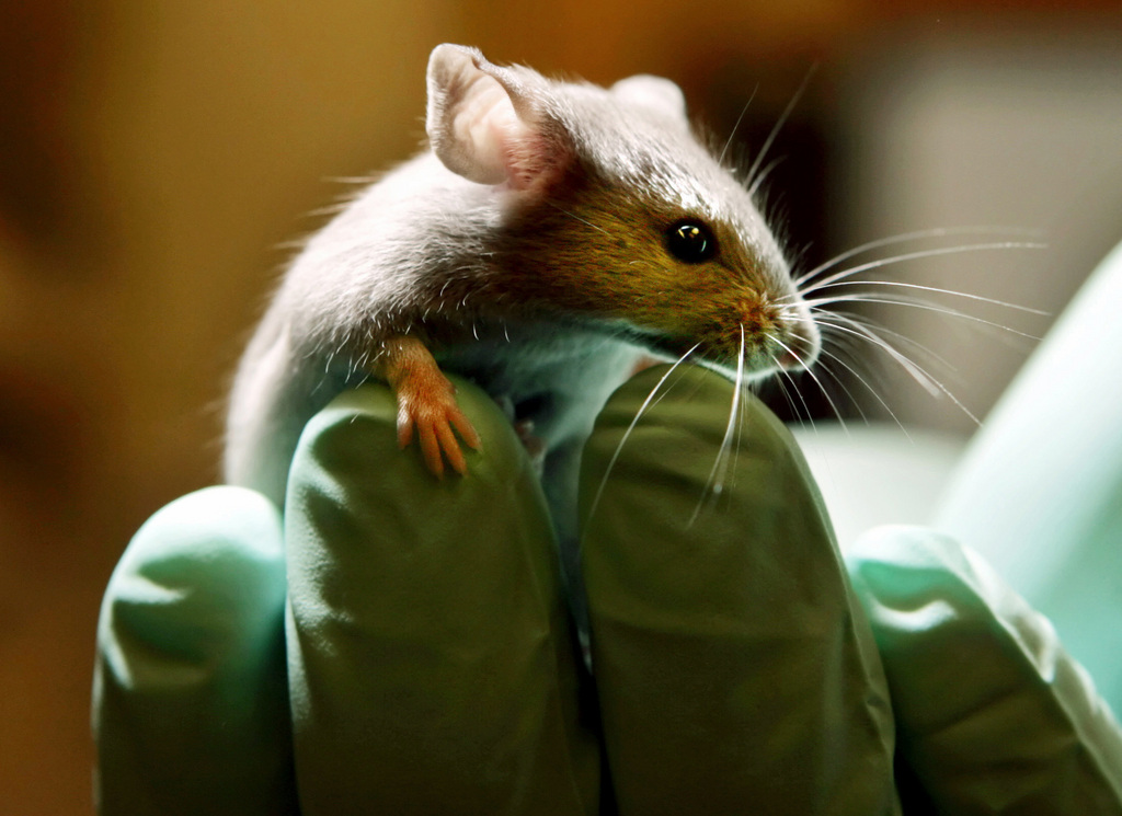 Le comportement des souris pourrait être essentiel à la survie de leur espèce.