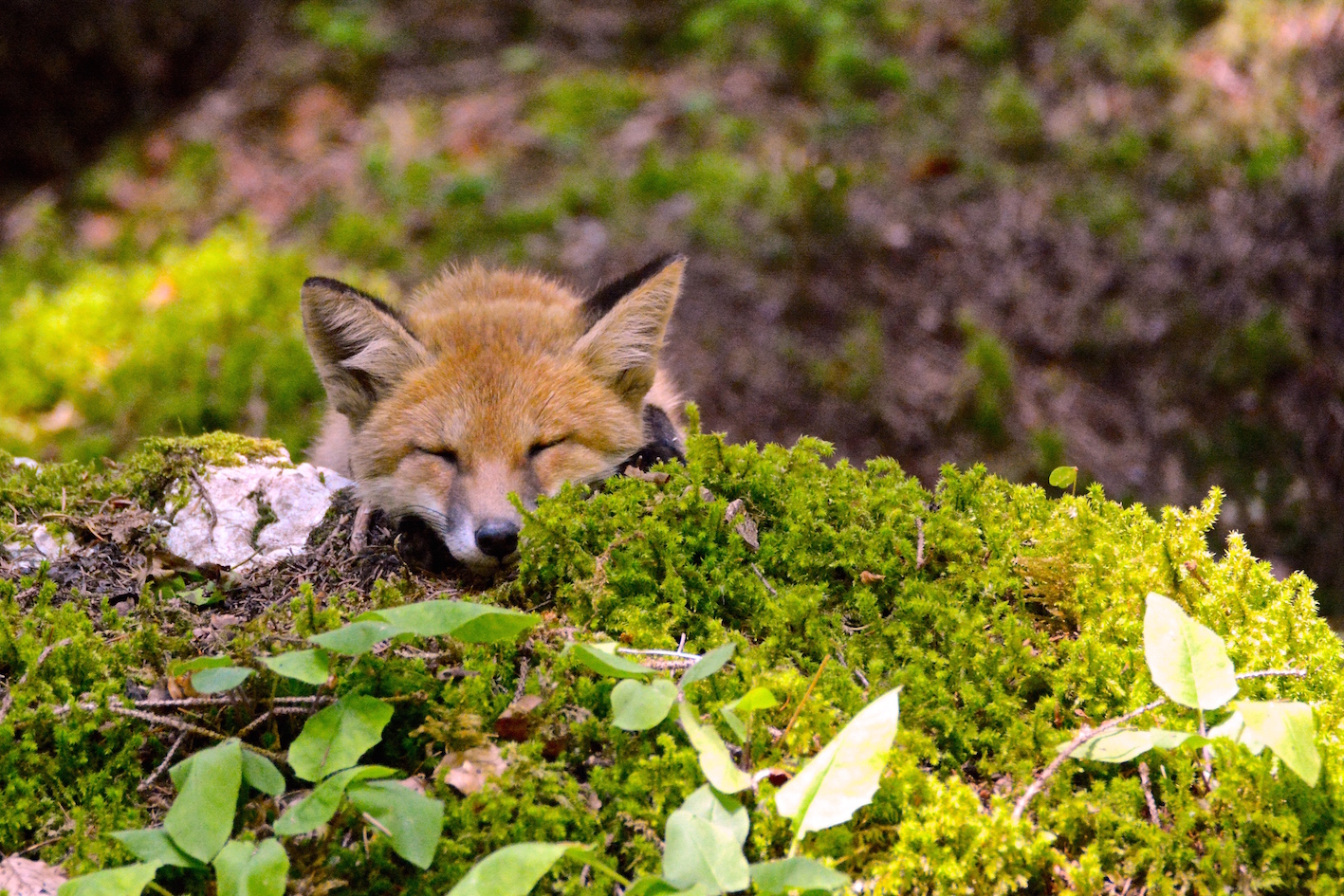 Photographe amateur, Monique Boccard a pu voir grandir une portée de renardeaux sur les hauteurs du Val-de-Ruz.