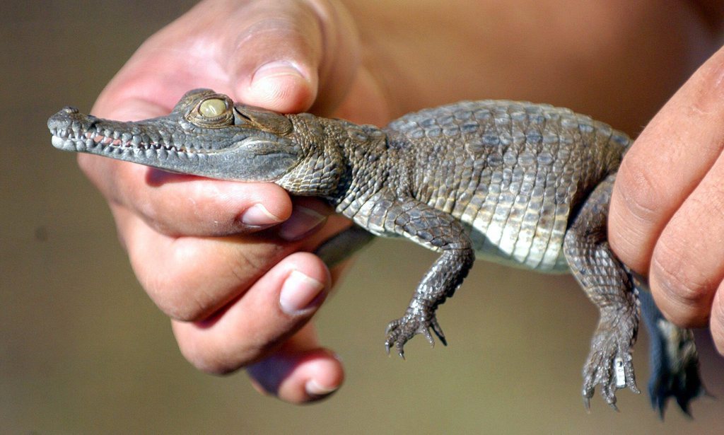 Même lorsqu'il est petit, un crocodile a déjà des dents très pointues et une puissante mâchoire.