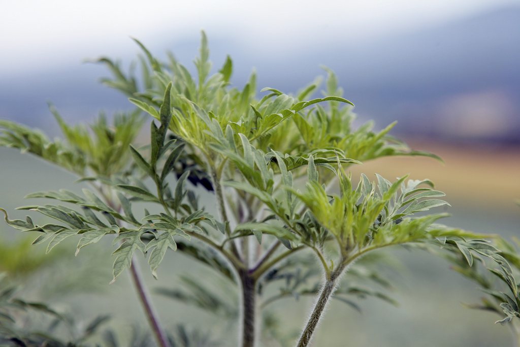 L'ambroisie est une plante envahissante extrêmement résistante.