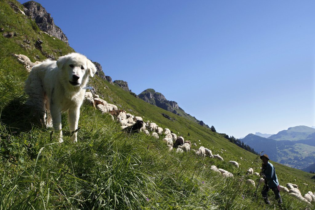 Les troupeaux de moutons sont des cibles idéales pour les loups.