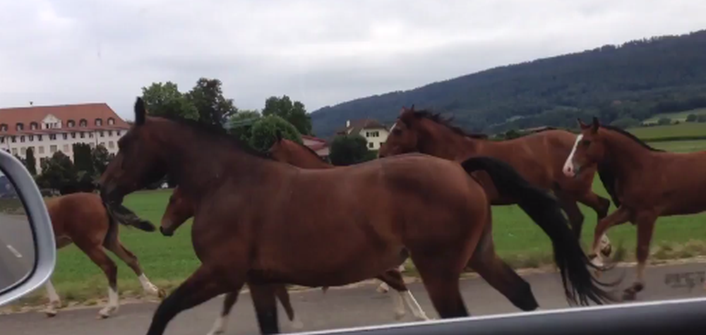Le troupeau de chevaux des Franches-Montagnes galopait en direction de Courtételle.
