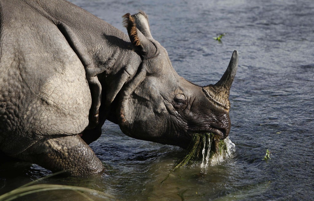 Il ne reste plus que 600 rhinocéros au Népal. Les autorités font d'importants efforts pour les préserver (archives).