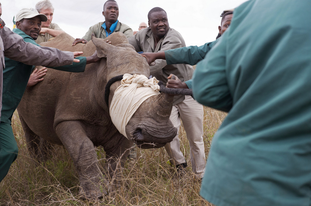 Les autorités du Zimbabwe ont décidé de décorner 700 rhinocéros (illustration).