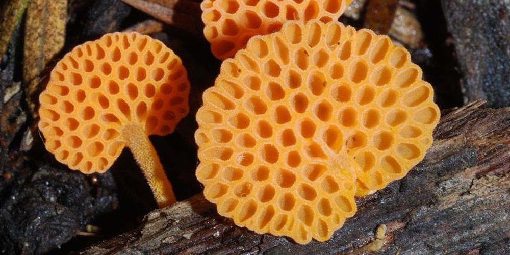 Le Favolaschia calocera, un champignon supérieur tropical d'un orange vif, a été découvert l'année dernière au Tessin.