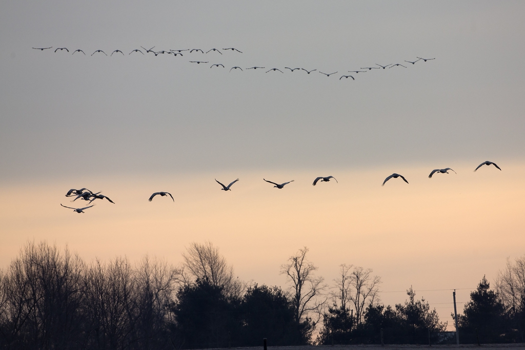 Le réchauffement climatique a également un impact sur les migrations saisonnières des oiseaux. (Illustration)