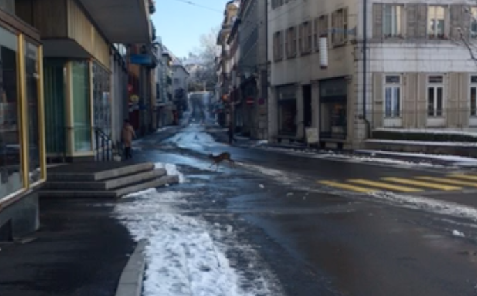 En regardant bien, on peut apercevoir la biche traverser le centre-ville de la Chaux-de-fonds.