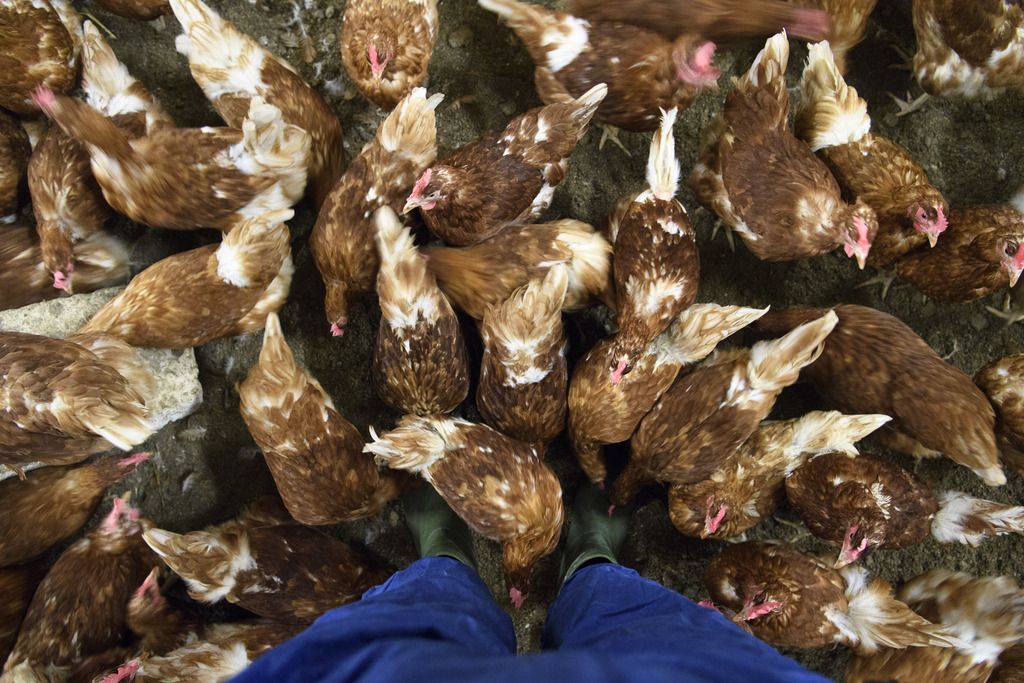 JAHRESRUECKBLICK 2016 - NOVEMBER - Des poules pondeuses sont photographiees a l'interieur d'un poulailler dans l'exploitation agricole avicole Delacuisine, ce mercredi, 16 novembre 2016, a Daillens. Apres l'apparition de la grippe aviaire, H5N8, les autorites federale ont decides de confiner les volailles domestiques. Elle doivent etre alimentees et abreuvees dans un poulailler ferme, inaccessible aux oiseaux se trouvant a l'exterieur, ceci dans toute la Suisse des ce mercredi. (KEYSTONE/Laurent Gillieron)