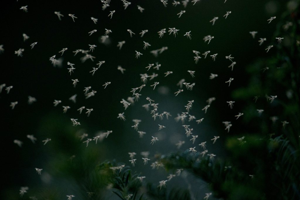 Ces énormes nuées d'insectes représentent plus de sept fois celle des 30 millions d'oiseaux qui quittent chaque année le Royaume-Uni pour leur migration vers l'Afrique. (Illustration)