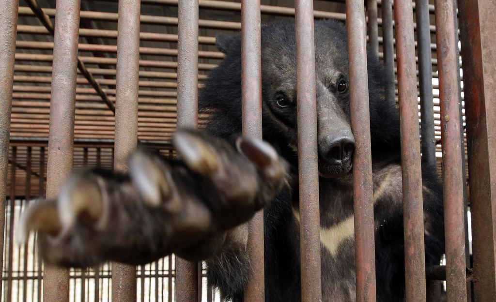 Les ours concernés vivaient tous en captivité dans des conditions de détention indignes.