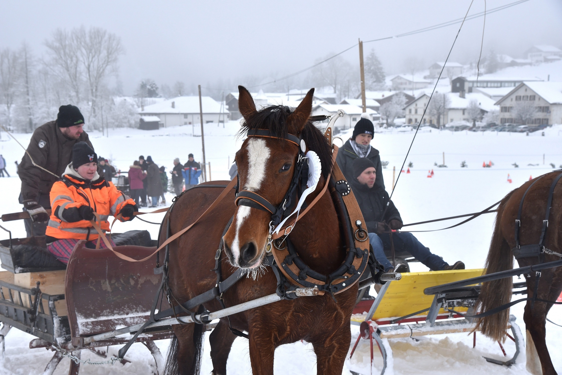 Journee equestre: courses d'attelages sur neige pour chevaux Franches-Montagnes

Muriaux 22 02 2015
Photo R Leuenberger MURIAUX