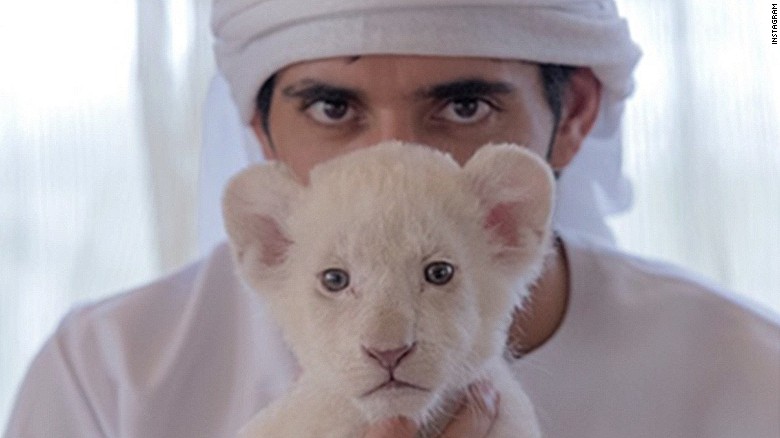 Même le prince de Dubaï s'affiche avec des félins sauvages.