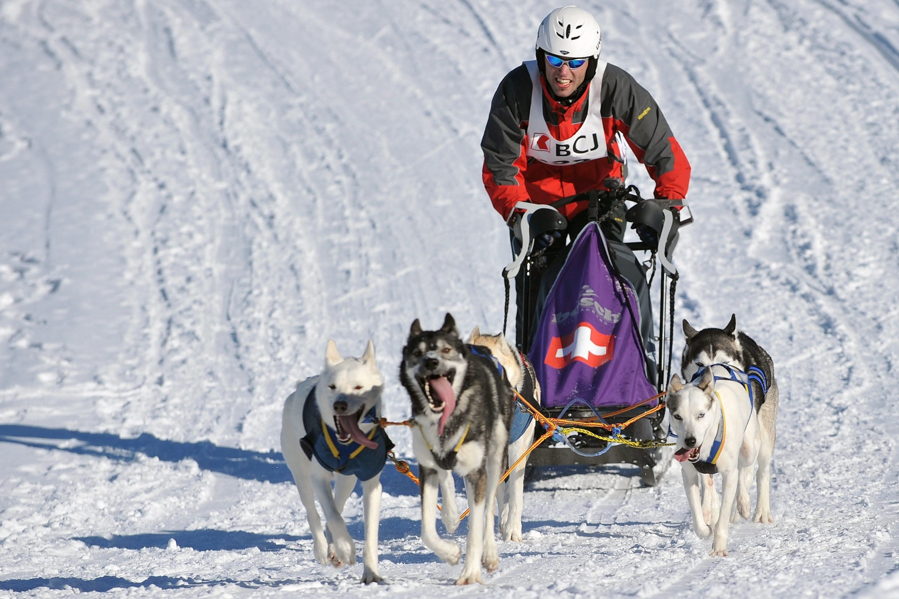 A musher and his sledge dogs in action during the international Dog Sled Race in Saignelegier, western Switzerland, Sunday, January 25, 2009. (KEYSTONE/Sandro Campardo)