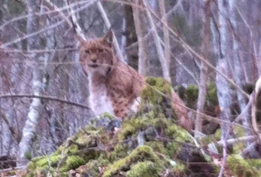 Le lynx a observé attentivement son photographe.