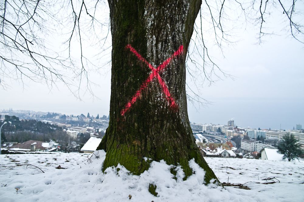 Campagne d'abattage d'arbres au Chanet.