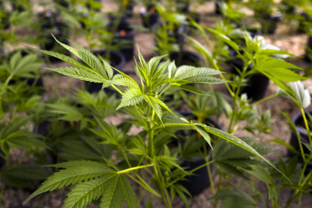Après la consommation, les Pays-Bas autorisent désormais la culture du cannabis.