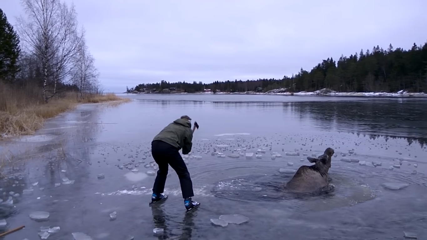 La jeune Suédoise s'est aidée d'une hache pour permettre à l'élan de regagner la rive du lac gelé.