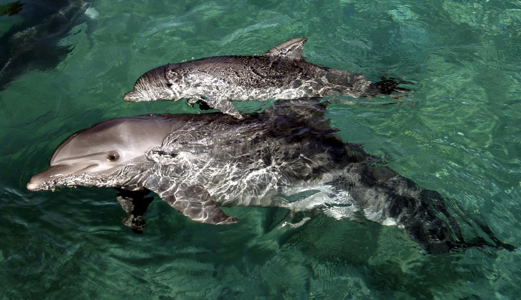 Réputés pour leur intelligence, les dauphins ont compris que s'attaquer aux filets remplis de poissons des pêcheurs était rentable.