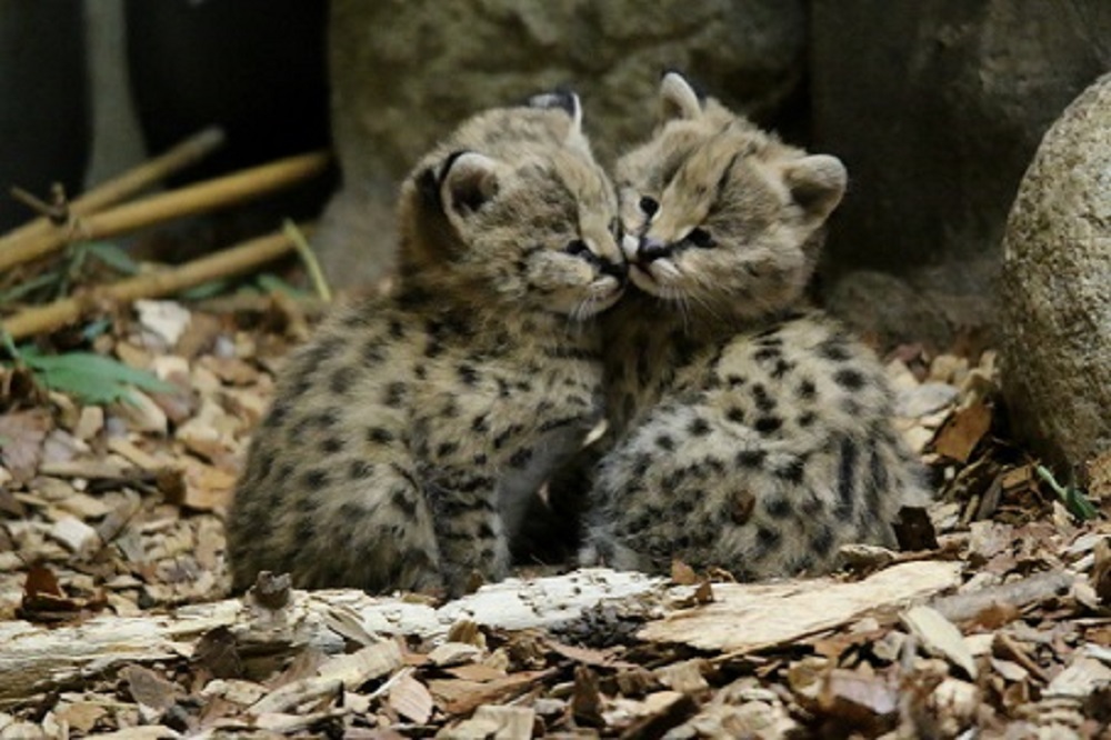 Le sexe des deux servals n'est pas encore connu.