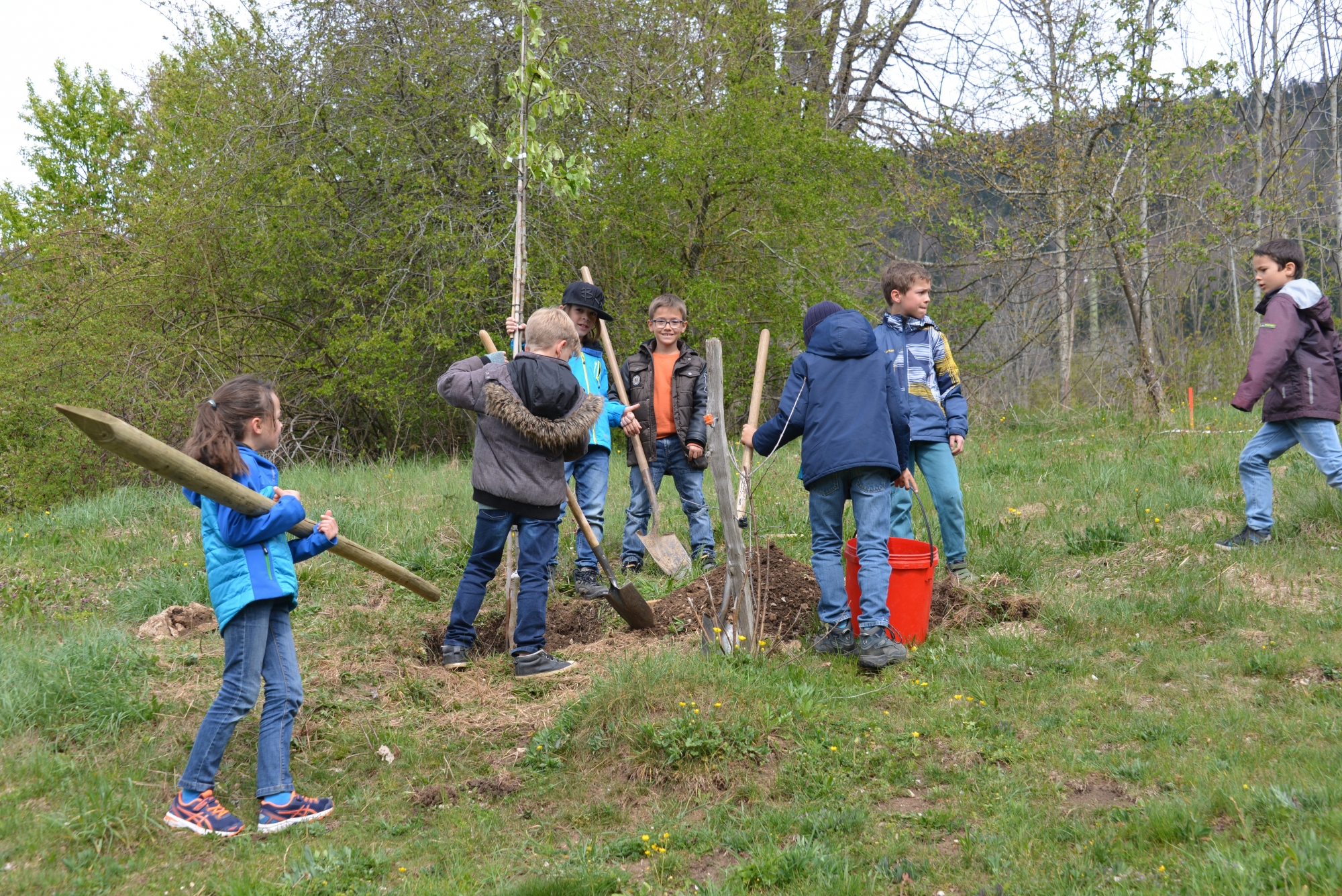 Des élèves vaudruziens en train de planter l'un des arbres du verger revitalisé du collège du Pâquier.