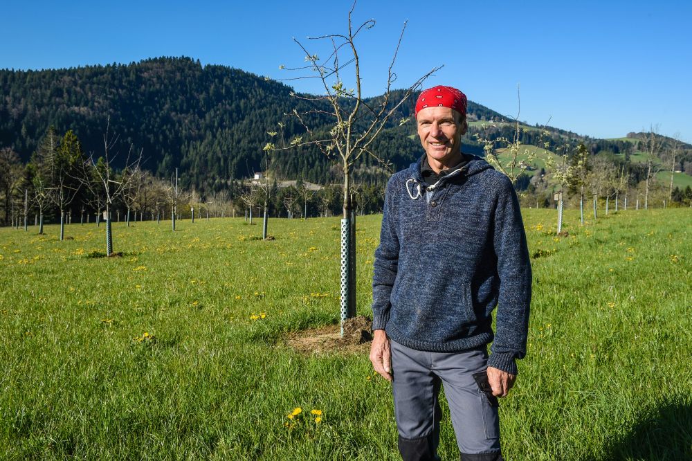 Vincent Feuz a planté 250 arbres fruitiers dans son verger.