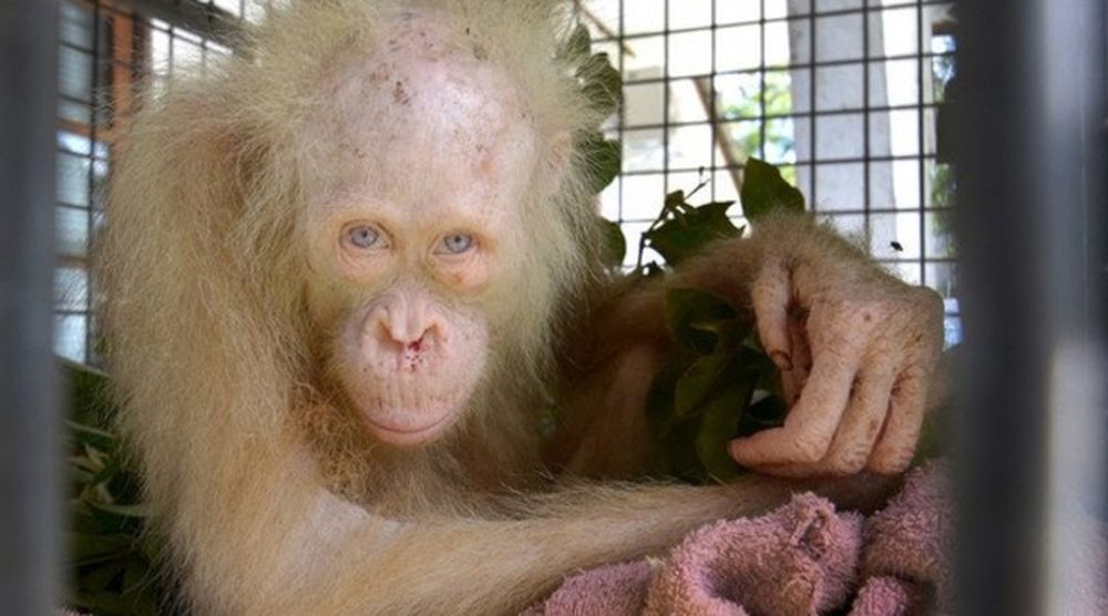 L'orang-outan, qui serait âgé d'environ cinq ans, a été transporté au centre de rééducation de la BOSF à Nyaru Menteng, où l'ONG prend soin de près de 500 singes.