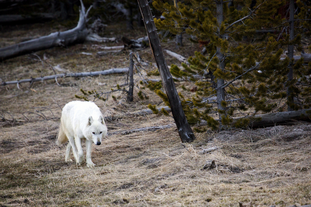La louve blanche, dans le parc de Yellowstone, Wyoming.