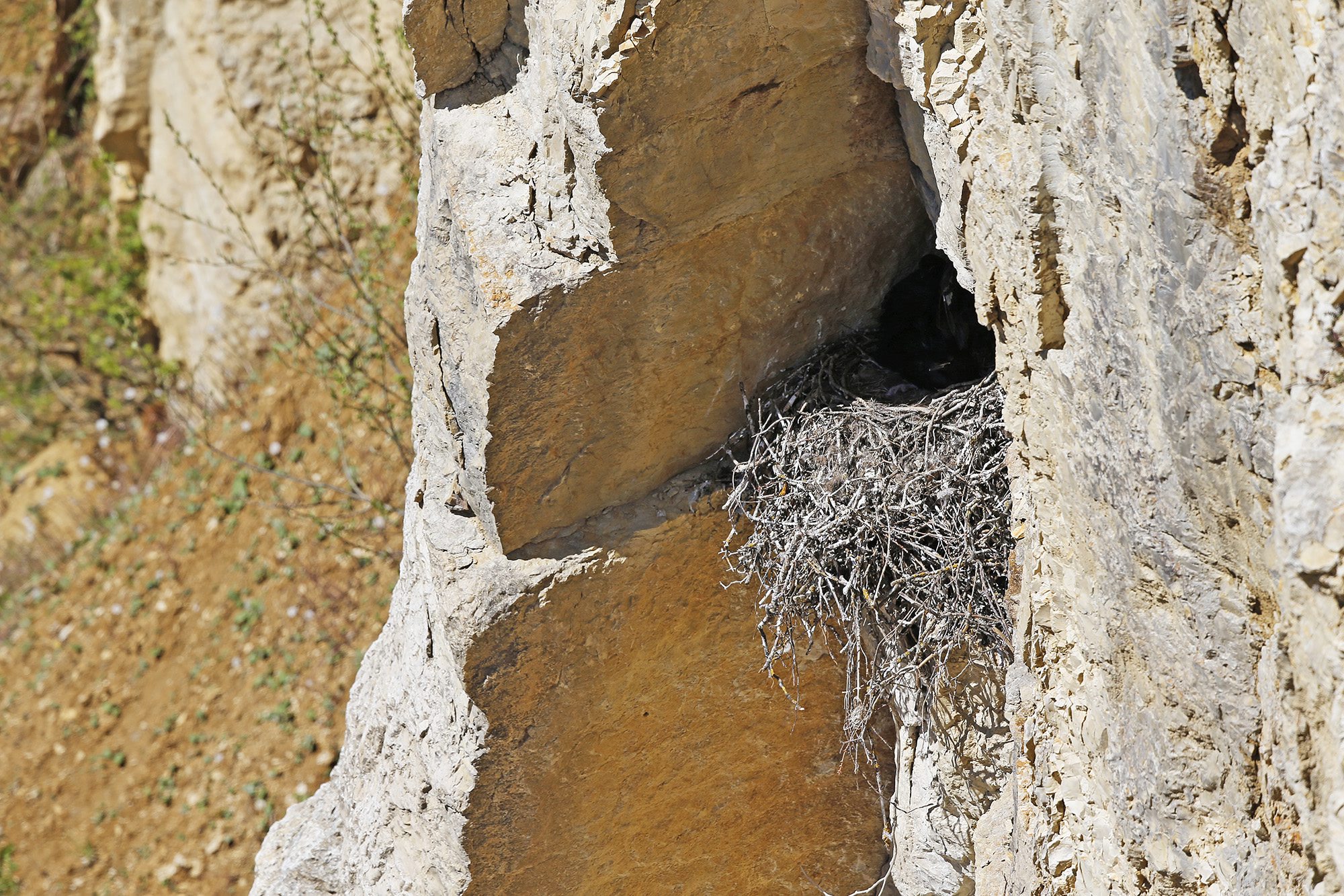 Nid de grands corbeaux dans la carrière de La Chaux-de-Fonds Alain Prêtre