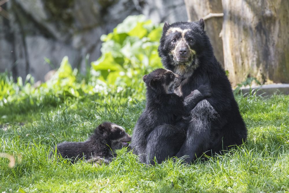 Rica et Rasu sont nés le 31 janvier au zoo de Zurich.