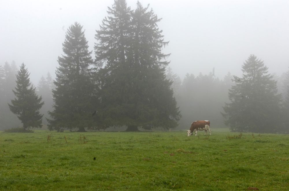 Un cas de fièvre charbonneuse avait été confirmé sur un bovin mort subitement dans un pâturage ajoulot en mai dernier.